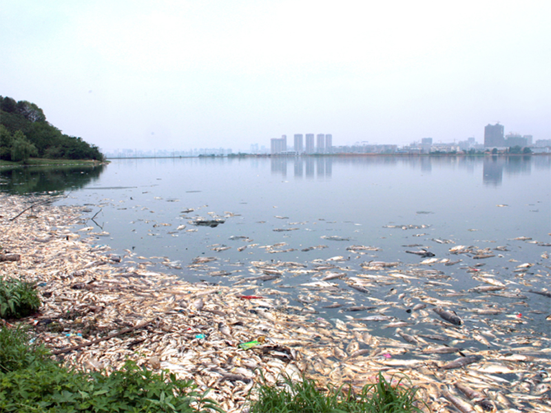 氨氮超標的危害