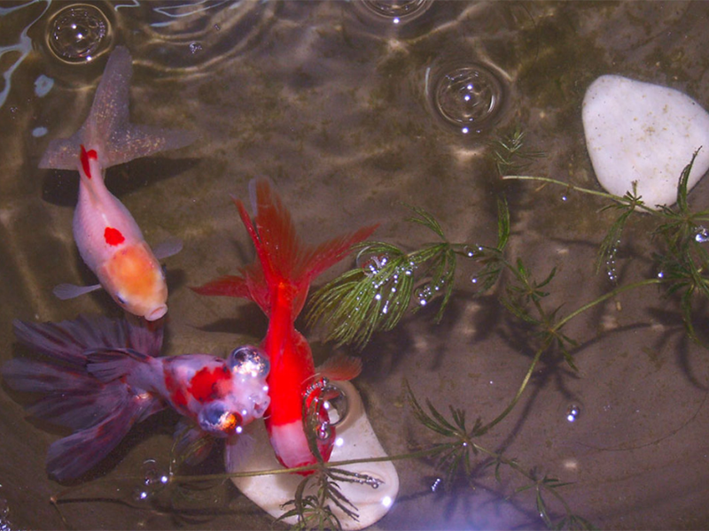 水產(chǎn)養(yǎng)殖亞硝酸鹽高的危害