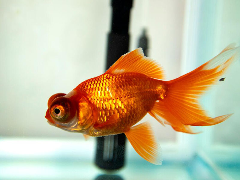 養(yǎng)魚水質(zhì)渾濁發(fā)黃是什么原因