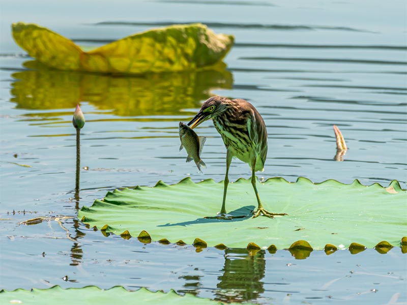 水質(zhì)臭氧檢測方法有哪些
