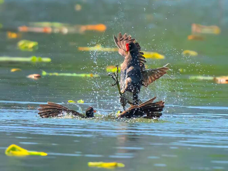 【問題討論】水質(zhì)檢測(cè)中氨氮大于總氮是什么原因？