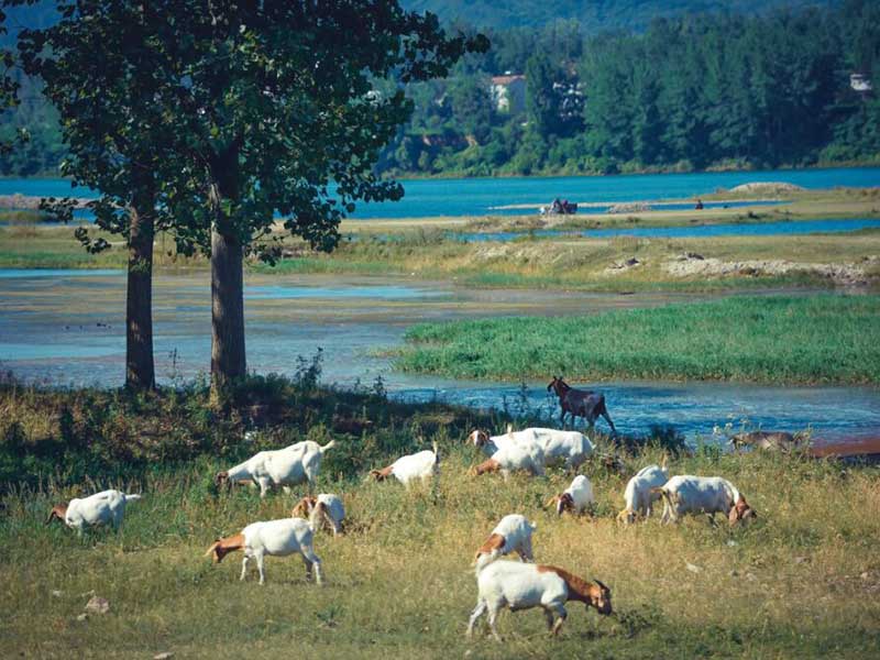 水質(zhì)大腸桿菌檢測標(biāo)準(zhǔn)