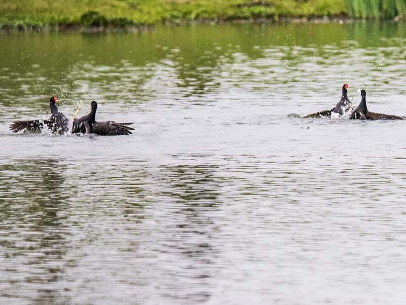 COD氨氮檢測(cè)儀測(cè)定原理