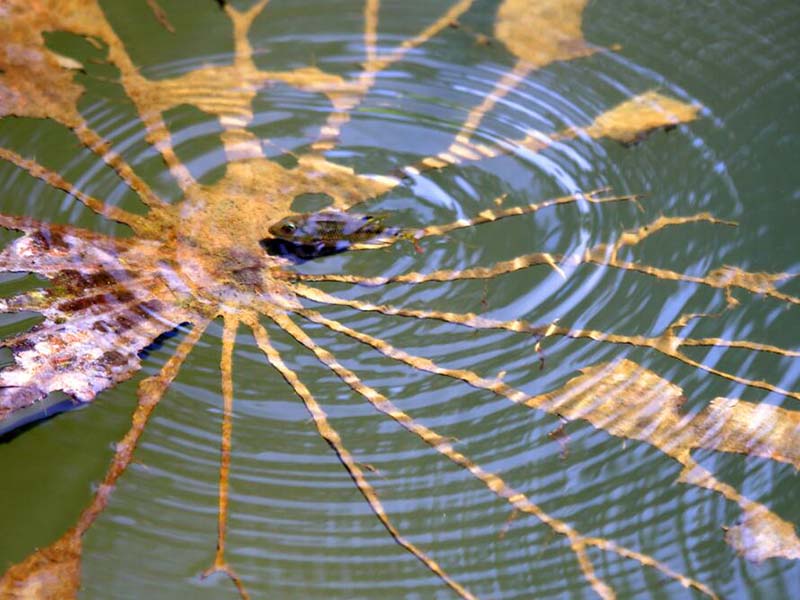 便攜式二氧化氯檢測(cè)儀怎么用