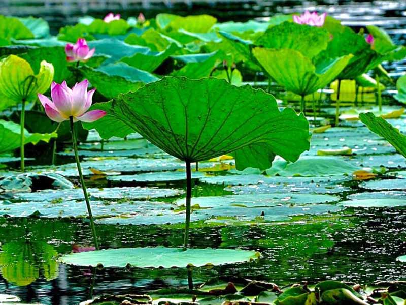 氨氮在線水質(zhì)分析儀采集不到試劑怎么辦