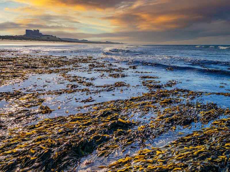 水中藍(lán)綠藻是什么