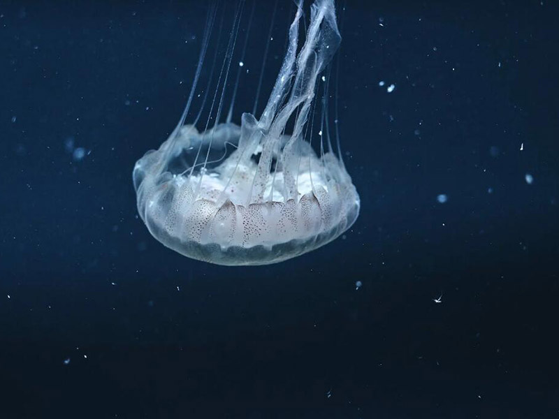 污水重金屬超標(biāo)怎么處理