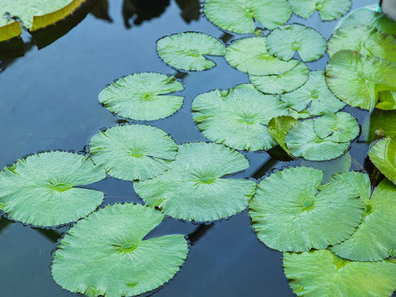 COD測(cè)定儀如何操作