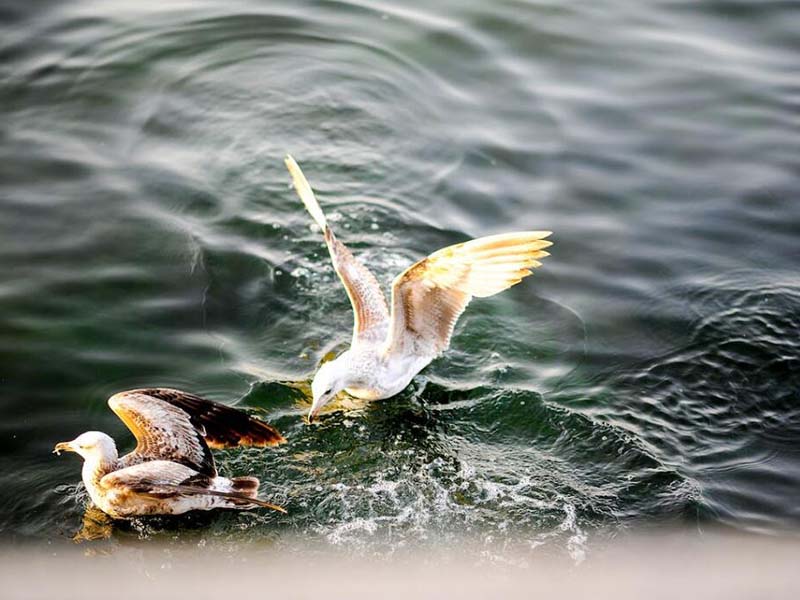 水質(zhì)微生物指標及檢測方法