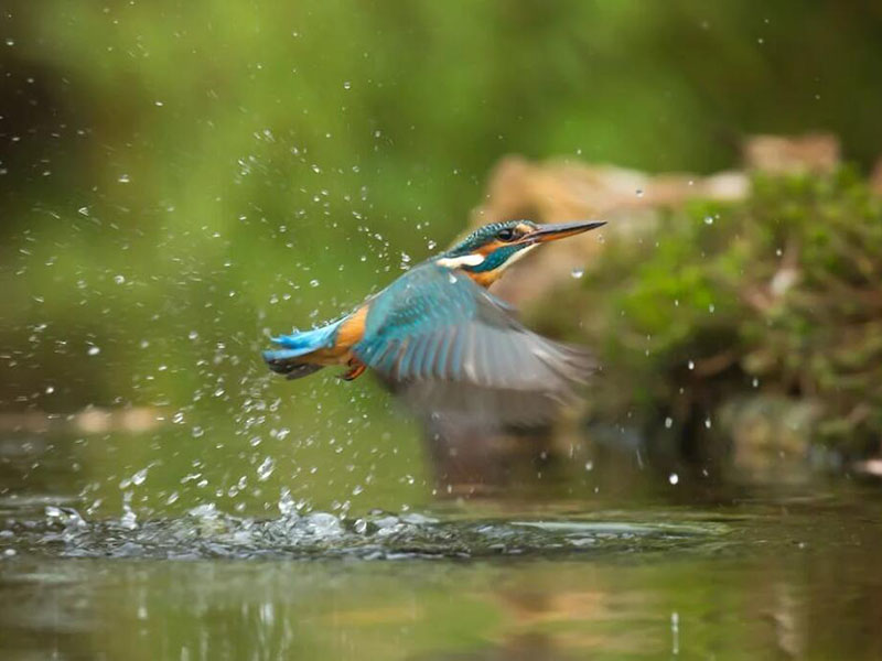 水產(chǎn)養(yǎng)殖氨氮正常值是多少