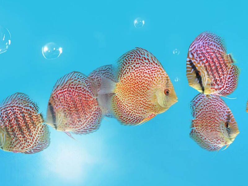 水產(chǎn)養(yǎng)殖水質(zhì)亞硝酸鹽超標(biāo)怎么辦