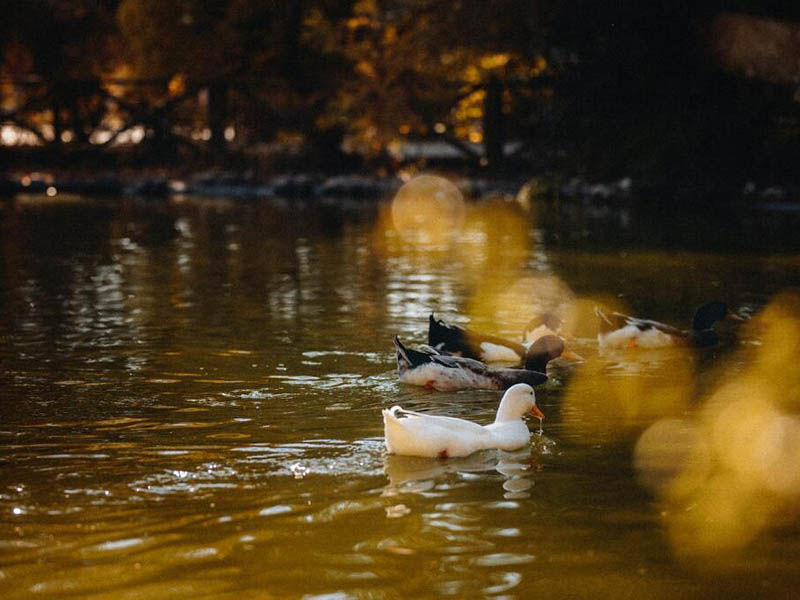 COD在線分析儀常見使用問題